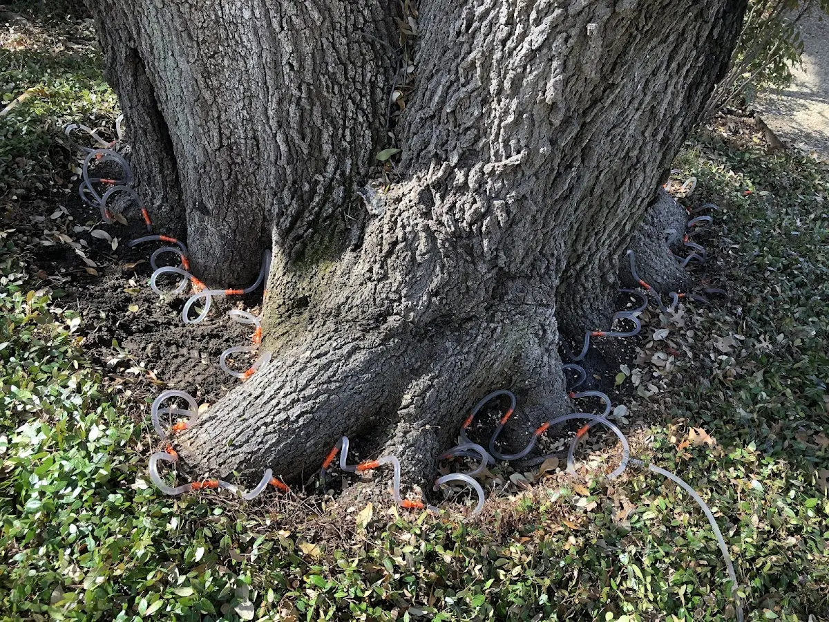 Detailed Tree Cabling and Bracing job site in Garrison